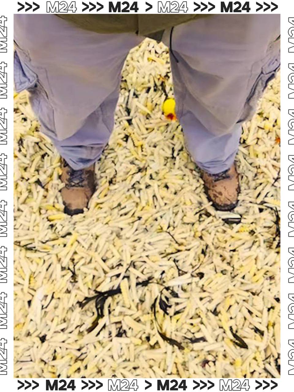 «Золотые пески» из лука и картошки фри обнаружены на пляже в Великобритании «Золотые пески» из лука и картошки фри обнаружены на пляже в Великобритании