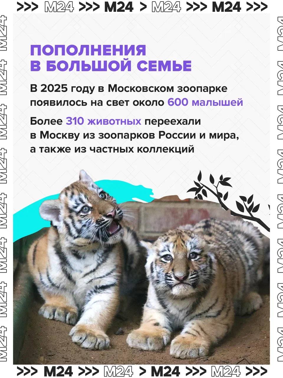 Рекордные цифры и трогательные моменты! В Московском зоопарке родились сотни малышей редких видов, а онлайн-трансляция из вольеров вышла на международный уровень Рекордные цифры и трогательные моменты! В Московском зоопарке родились сотни малышей редких видов, а онлайн-трансляция из вольеров вышла на международный уровень