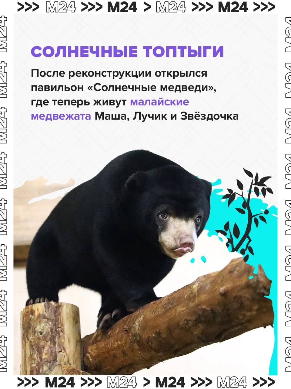 Рекордные цифры и трогательные моменты! В Московском зоопарке родились сотни малышей редких видов, а онлайн-трансляция из вольеров вышла на международный уровень Рекордные цифры и трогательные моменты! В Московском зоопарке родились сотни малышей редких видов, а онлайн-трансляция из вольеров вышла на международный уровень