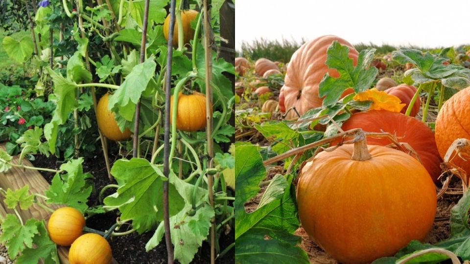 ��� ��������� ����� �� ��������� �������: ����������� ������