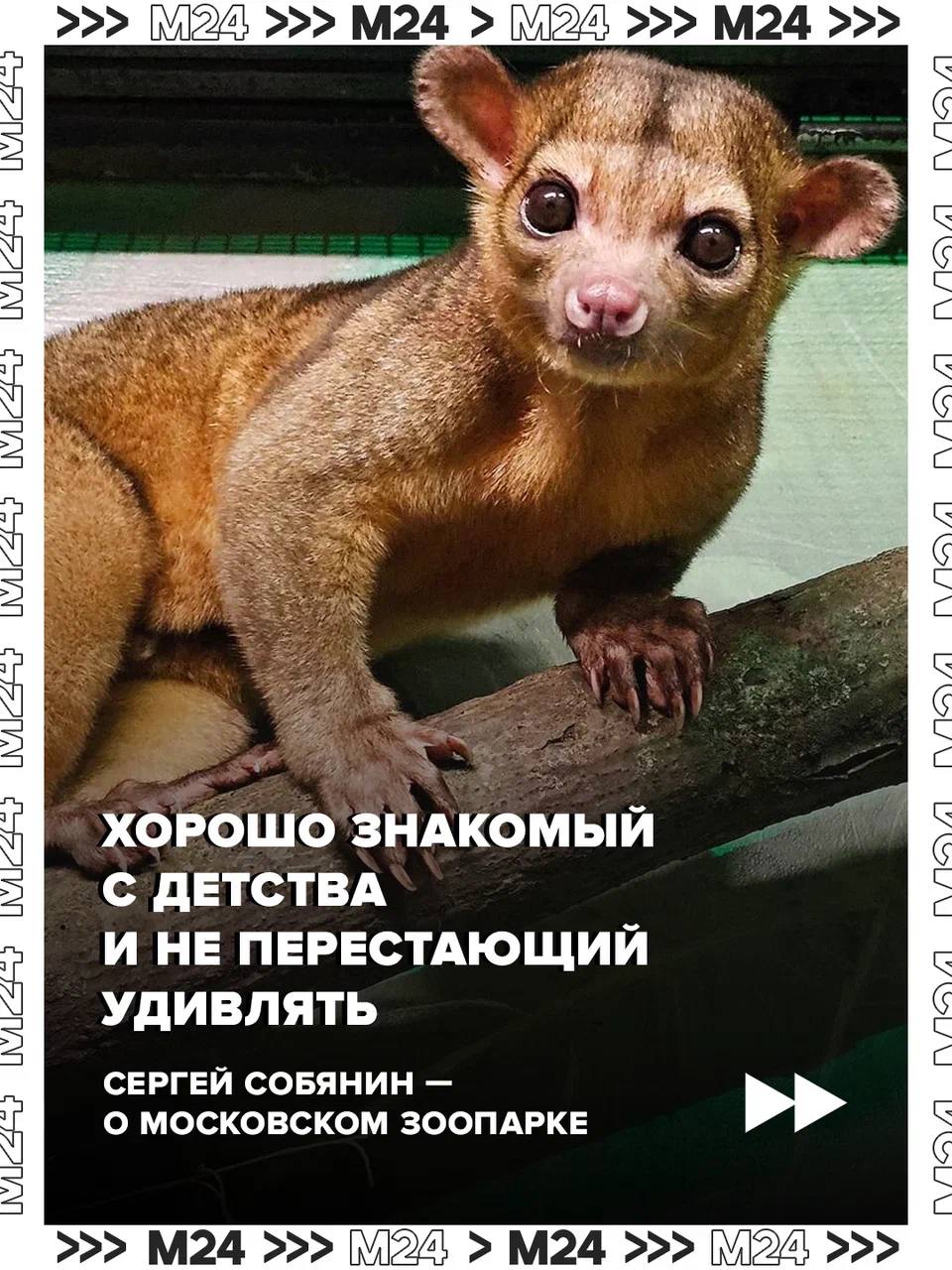 Рекордные цифры и трогательные моменты! В Московском зоопарке родились сотни малышей редких видов, а онлайн-трансляция из вольеров вышла на международный уровень