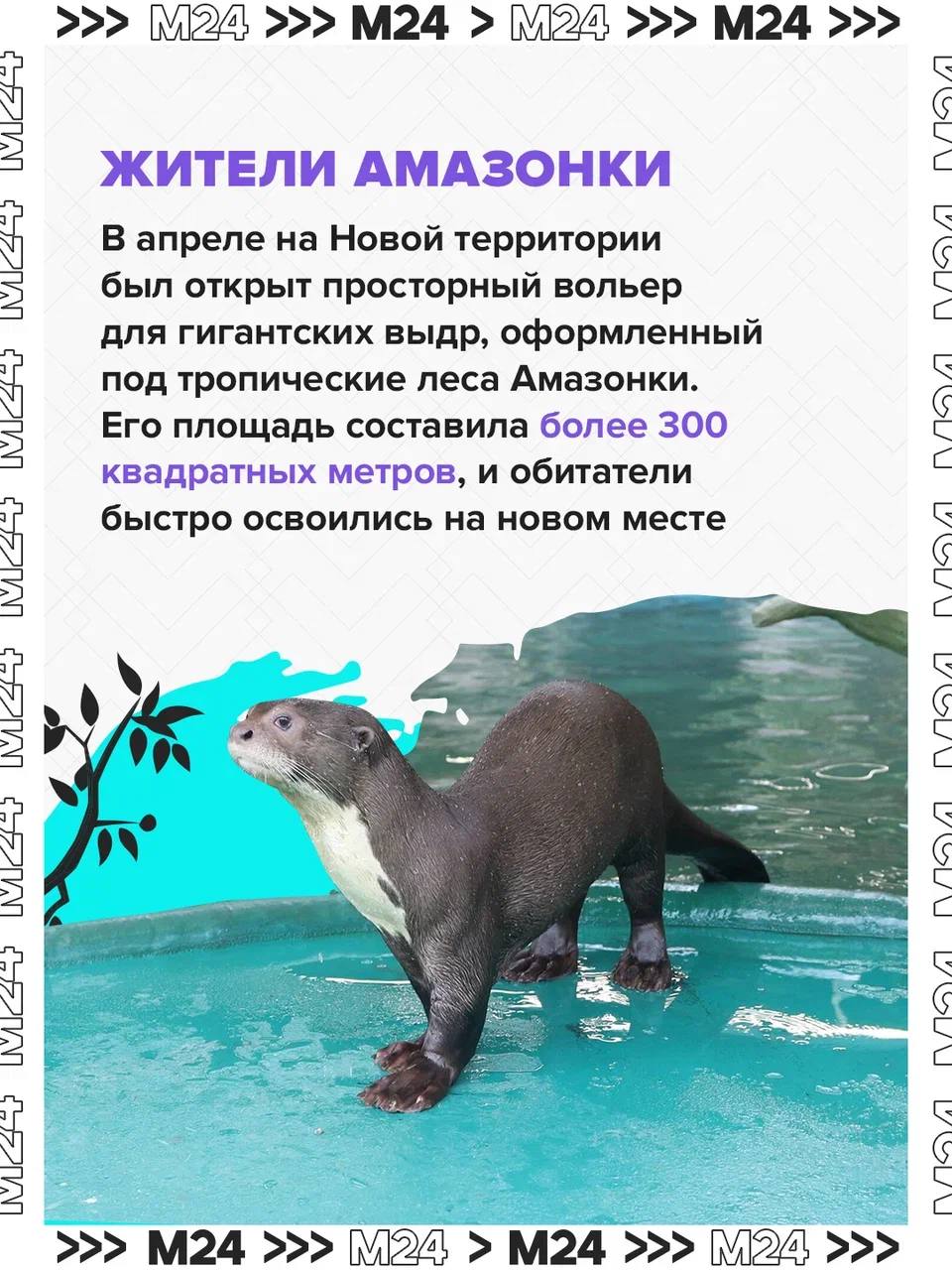 Рекордные цифры и трогательные моменты! В Московском зоопарке родились сотни малышей редких видов, а онлайн-трансляция из вольеров вышла на международный уровень Рекордные цифры и трогательные моменты! В Московском зоопарке родились сотни малышей редких видов, а онлайн-трансляция из вольеров вышла на международный уровень