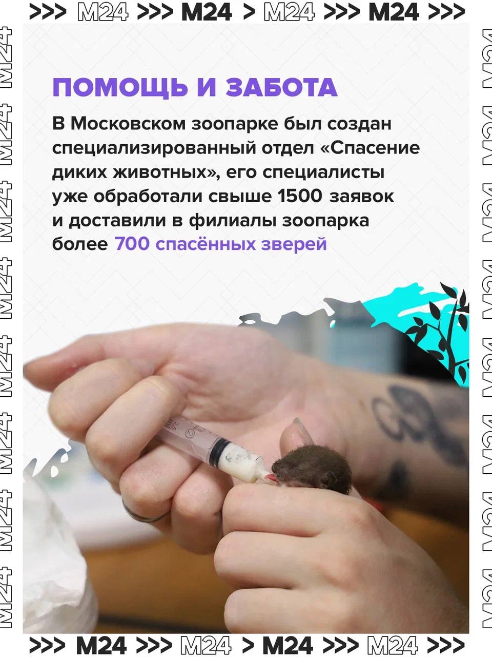 Рекордные цифры и трогательные моменты! В Московском зоопарке родились сотни малышей редких видов, а онлайн-трансляция из вольеров вышла на международный уровень Рекордные цифры и трогательные моменты! В Московском зоопарке родились сотни малышей редких видов, а онлайн-трансляция из вольеров вышла на международный уровень