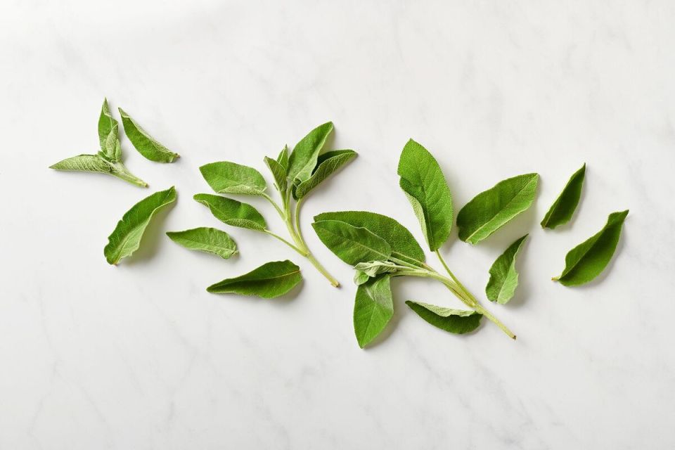 Шалфей: ценный помощник в саду и на кухне