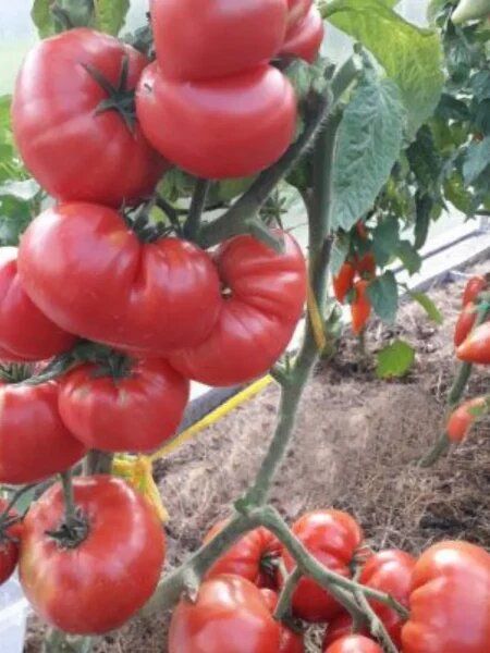 ����� �����: ��� ��������� ���� ��� ������� � ��������� �����������