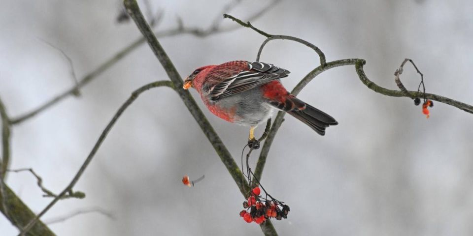 Стайка редких щуров замечена в Кусковском лесопарке