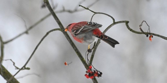 Стайка редких щуров замечена в Кусковском лесопарке