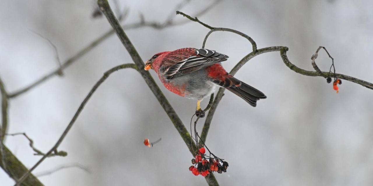 Стайка редких щуров замечена в Кусковском лесопарке