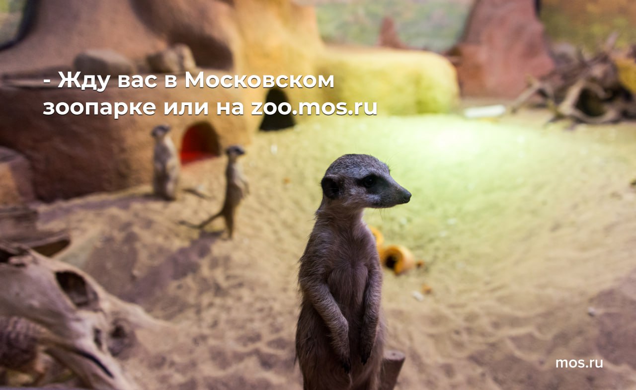 Сурикаты любят внимание зрителей! Сейчас они живут в теплом павильоне Московского зоопарка и всегда рады гостям