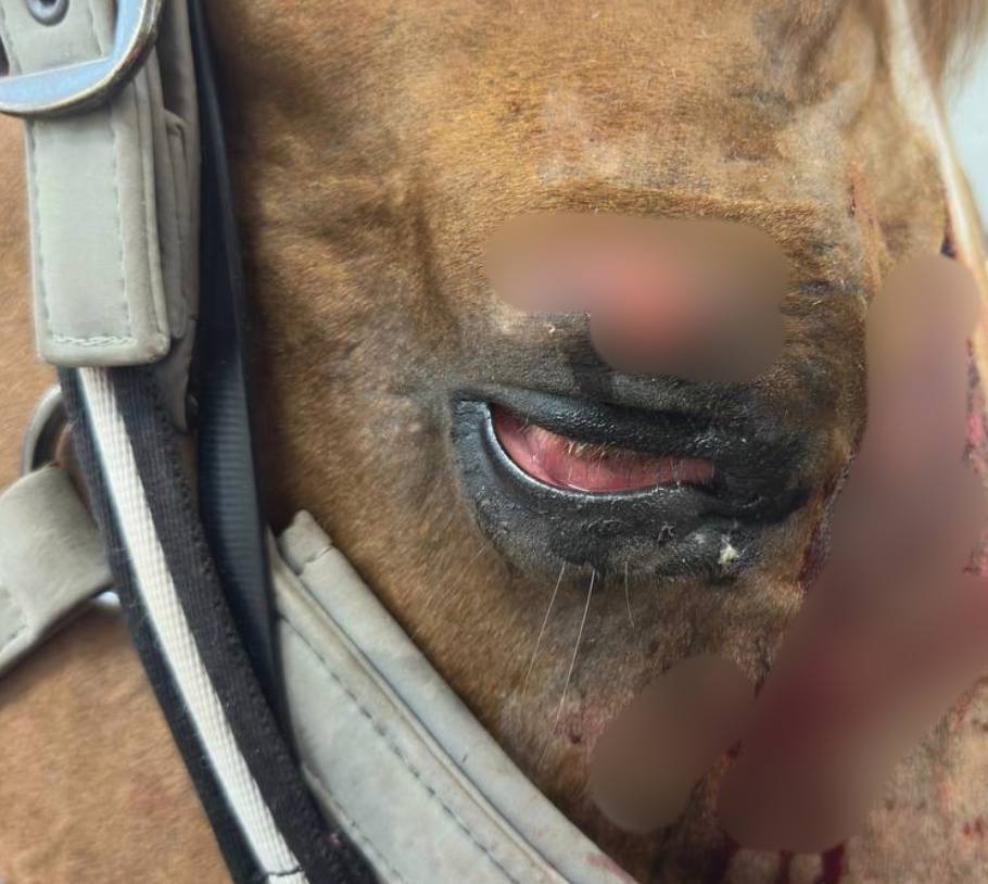 Дочь известного экстрасенса, финалистки шоу «Битва экстрасенсов» Ольги Якубович Екатерину обвинили в жестоком обращении с лошадьми Дочь известного экстрасенса, финалистки шоу «Битва экстрасенсов» Ольги Якубович Екатерину обвинили в жестоком обращении с лошадьми