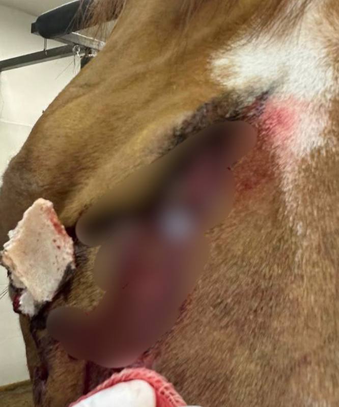 Дочь известного экстрасенса, финалистки шоу «Битва экстрасенсов» Ольги Якубович Екатерину обвинили в жестоком обращении с лошадьми Дочь известного экстрасенса, финалистки шоу «Битва экстрасенсов» Ольги Якубович Екатерину обвинили в жестоком обращении с лошадьми