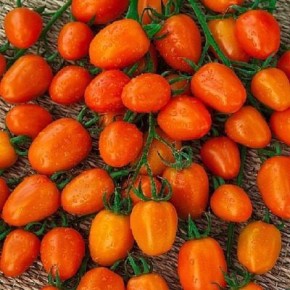 ����� �������� ������: ����������� � ������������ ��� ���������