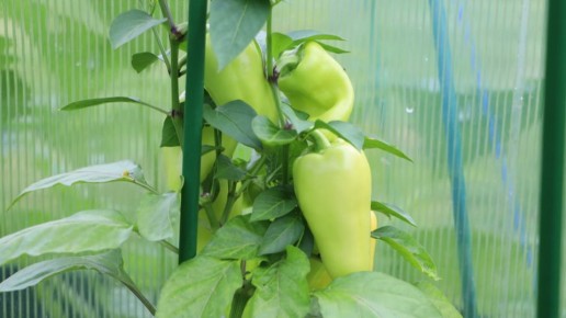 ��� �������� ������ ������ � ���� �������� �����: ������� ���������� ������