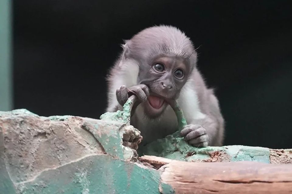 ����-��� � ���������� �������� �� 2025 ���