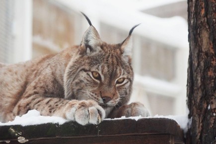 ��������� ������ �� ������ �����? ��������� ���� ������ � ����� ��������� ���������� ����������