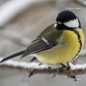 В мороз и непогоду можно помочь пернатым обитателям столицы