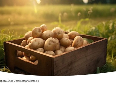 Как выбрать сорта картофеля для урожайности и вкуса — практическое руководство