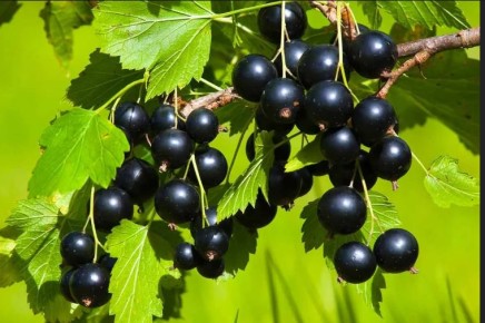 ���� �������� ������ �������� ��� � �����������: ����� � ���� �������� ���������� � �������