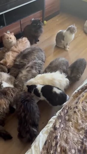 ����� 40 ����� ������� ������� �� ������� �������� � ������