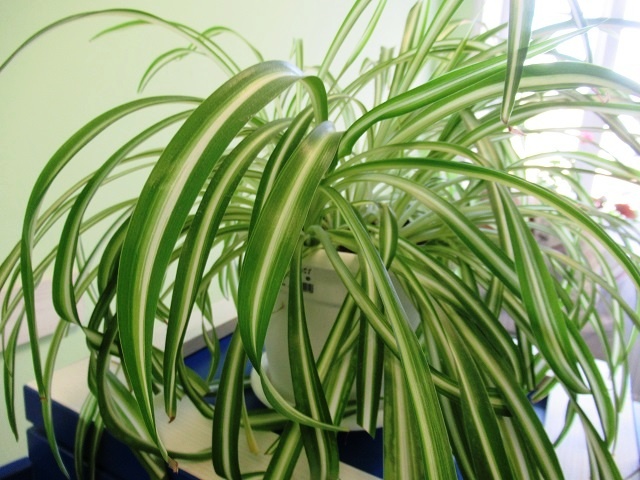 Секреты ухода за хлорофитумом: зеленый фильтр для вашего дома