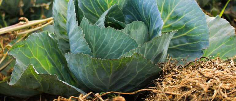 Летние подкормки: секреты богатого урожая и здоровья растений