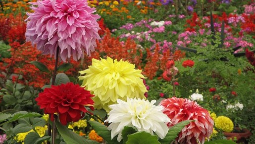 ��� ��������� ��������: ������� ��������� �����