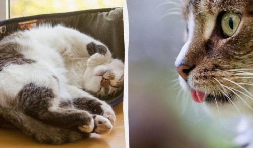 ������ ����� ������ �� ����: ����������� ������� ���� ��������