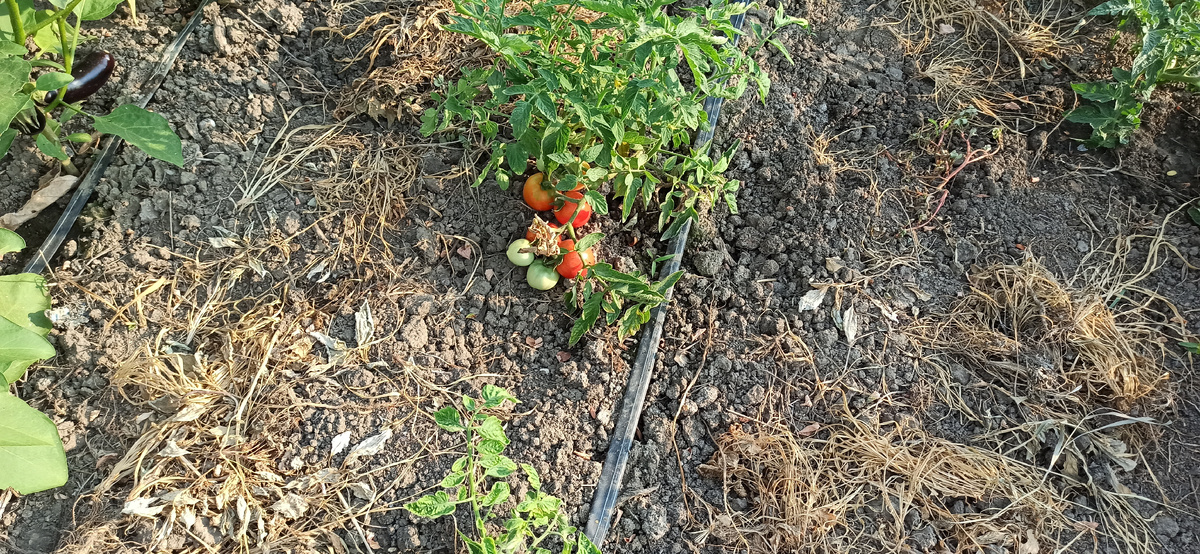 Устойчивые к фитофторе: пять ранних сортов томатов с высоким урожаем