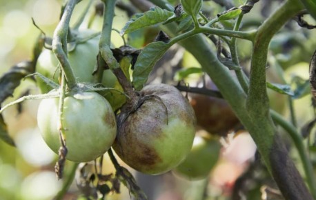 ��� �������� ������ �� ���������: ������������ �����������