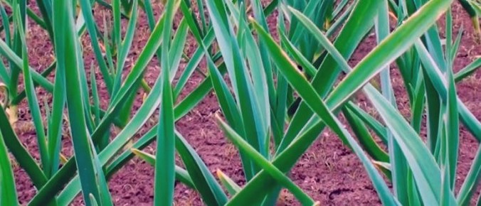 ����� ��������� ����� ��� ������� �������