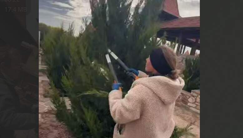 Осенние заботы: хвойные деревья парка «Лога» вновь в руках мастеров