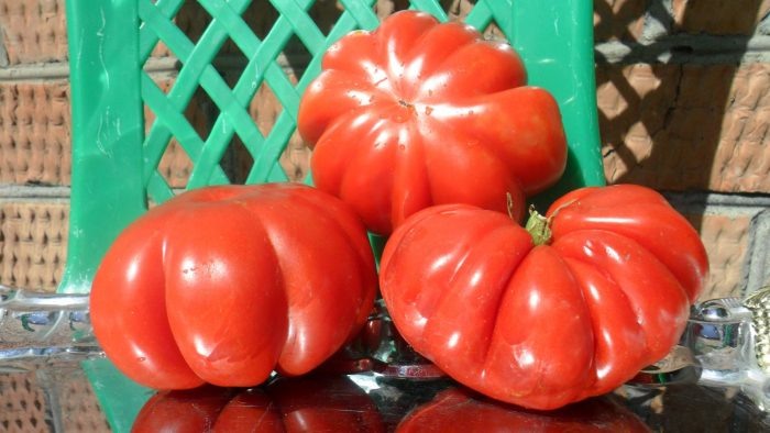 Томат Баян: идеальный выбор для стабильного урожая