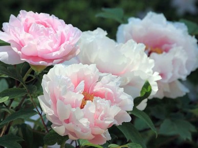 ��� ��������� �� ������� � �������: ������� �������� � �������