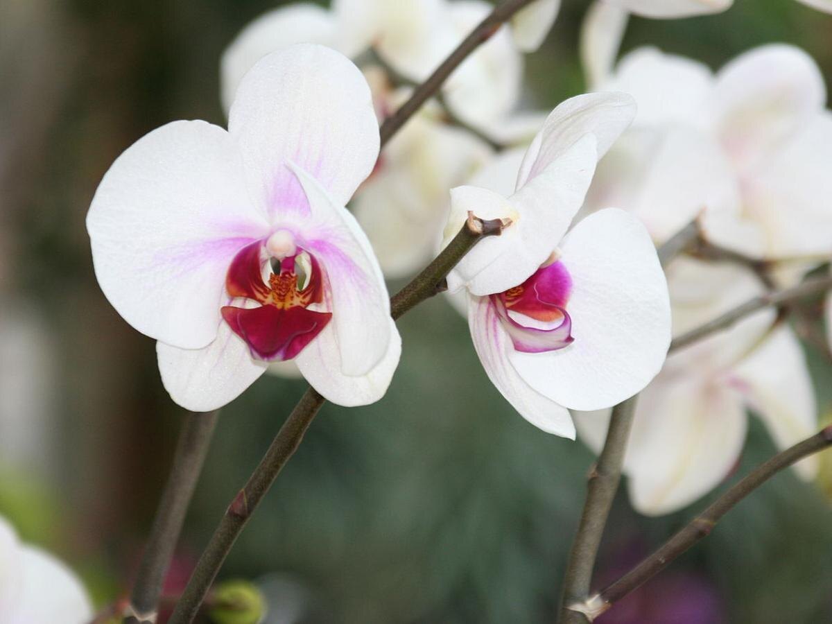 Орхидея возрождается: как спасти даже самый безнадёжный побег