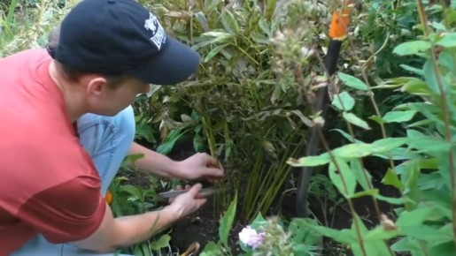 Пересадка неприхотливых цветов до заморозков