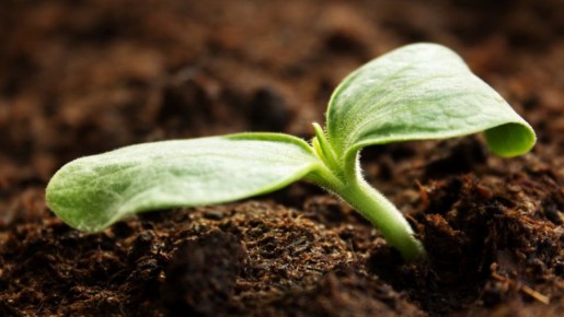 Неожиданные результаты тестирования кабачков: один гибрид на высоте, остальные разочаровали