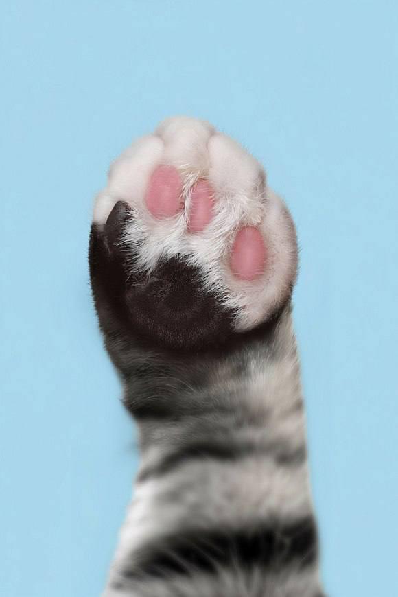 Ну что за лапки! В рубрике «Смотрите у нас» на foto.mos.ru представлена необычная подборка фотографий животных из городских приютов Ну что за лапки! В рубрике «Смотрите у нас» на foto.mos.ru представлена необычная подборка фотографий животных из городских приютов