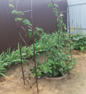 Эффективная мульчировка: секреты борьбы с сорняками на огороде