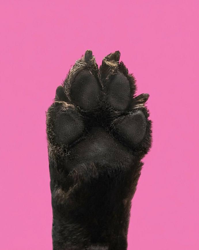 Ну что за лапки! В рубрике «Смотрите у нас» на foto.mos.ru представлена необычная подборка фотографий животных из городских приютов