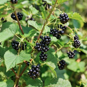 ������� ��������� ������ ������ ���������: ��� ��������� �������������