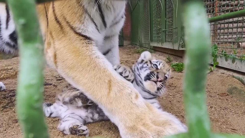 ��� ������� ���� �������� ������ �� ������ ��������������� ����������� ��������? ������ ���!