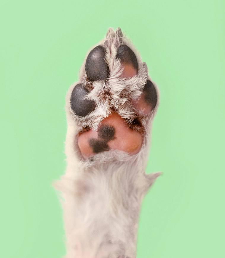 Ну что за лапки! В рубрике «Смотрите у нас» на foto.mos.ru представлена необычная подборка фотографий животных из городских приютов Ну что за лапки! В рубрике «Смотрите у нас» на foto.mos.ru представлена необычная подборка фотографий животных из городских приютов