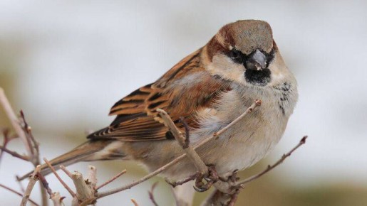 � � ������ ��������: ������������� �������� �������� ������ � 7 �� 15 �������