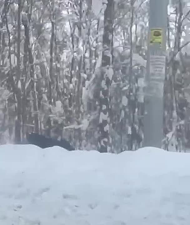 ���� ������ ������� �������� � ����� � ����������� ��-�� �������