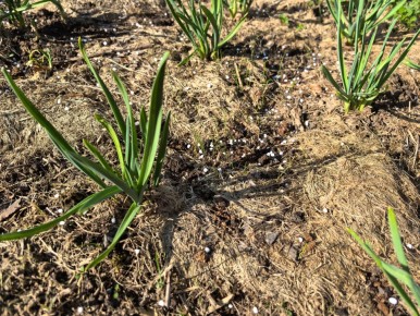 ��� ��������� ��������� �� �������� ������: ������� ��������� ������