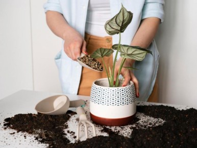 ������� ������: ������ �������� ����� ��������� ��������