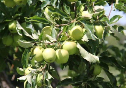 ���� ������ ������ ���������� ����: ��� �������� ���� �� ������ ��������