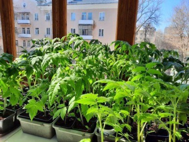 ��� ������� ������������ �������� ����� ��� �������