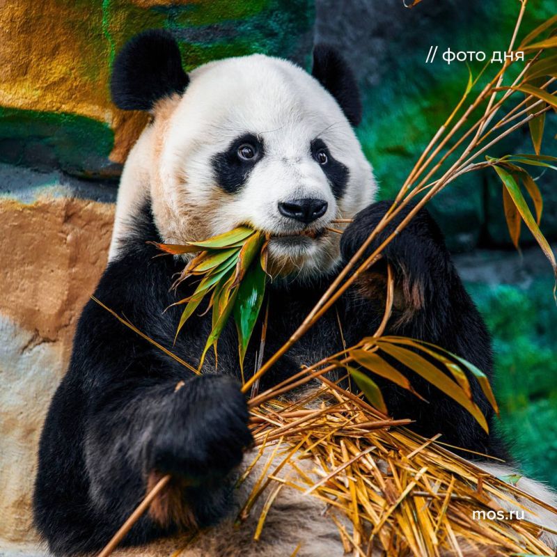 �� ��������������� ����������� ����������� �������� ����� ��������� �� zoo.mos.ru. � ����� � ����� � ��������� �������, ����� �����, ����� ������, ������, ��� � ������ ������ ��������