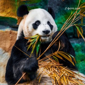 �� ��������������� ����������� ����������� �������� ����� ��������� �� zoo.mos.ru. � ����� � ����� � ��������� �������, ����� �����, ����� ������, ������, ��� � ������ ������ ��������